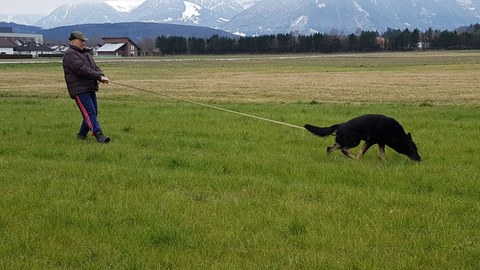 Hundesportverein RANKWEIL Landesmeisterschaft Fährtenarbeit
