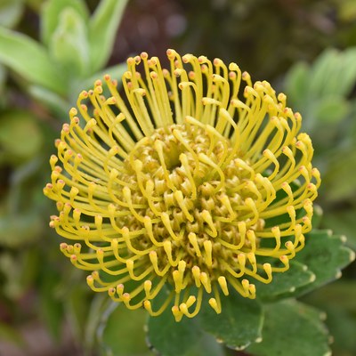 9 Nadelkissen Protea.jpg