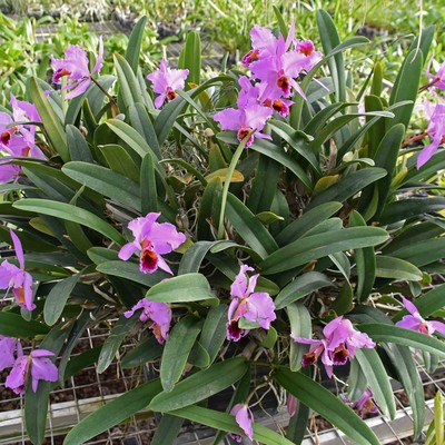 11 Orchideen.jpg