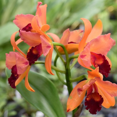 9 Orchideen.jpg