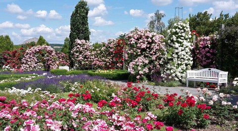 Gartenreise - edle Rosen , schöne  Städte